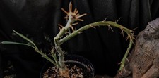 Pachypodium bispinosum succule d'occasion  Expédié en Belgium
