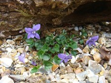 Wild violet viola for sale  ST. AUSTELL