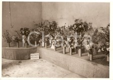 1938 roma mostra usato  Milano