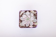 Echeveria blood moon for sale  LONDON