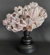 Cabinet curiosités coquillage d'occasion Cabinet curiosités coquillage d'occasion  Pont-l'Abbé-d'Arnoult