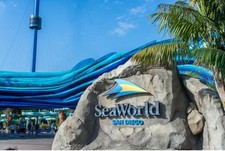 San diego sea for sale  Yucaipa