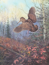 Woodcock owen gromme for sale  Ahsahka