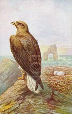 Sea eagle postcard for sale  UK