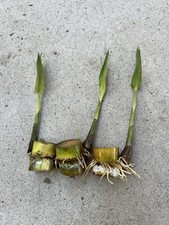 Pcs rooted sugarcane for sale  Baldwin Park