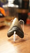 Autentico dente megalodonte usato  Trescore Balneario