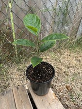 jackfruit trees for sale  Fort Worth