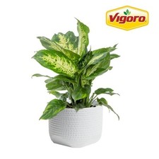 Dieffenbachia indoor plant for sale  San Jose