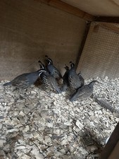 Californian quail eggs for sale  TIVERTON