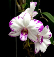 Dendrobium enobi compact for sale  Los Angeles