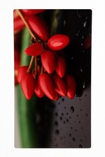 Spritzschutz zwerg chili gebraucht kaufen  Grevenbroich