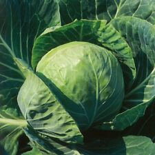 Cabbage spring hero for sale  HAVERFORDWEST