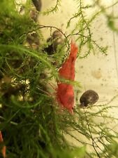 shrimps cherry blue for sale  Dunn