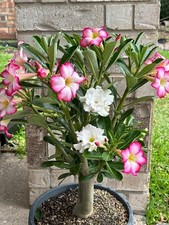 Desert rose year for sale  Houston
