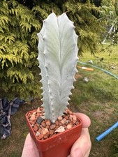 Stenocereus pruinosus grey for sale  KNARESBOROUGH