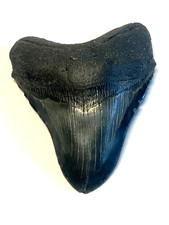 Ancient original megalodon for sale  Hayward