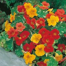 Nasturtium alaska mixed for sale  UK