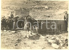 1930 circa mistretta usato 1930 circa mistretta usato  Milano