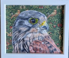 Original wild kestrel for sale  CHELMSFORD