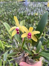 Cattleya len zieff for sale  Gaylord