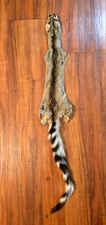 Ringtail cat miners for sale  Laie