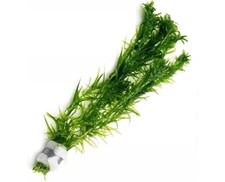 Elodea densa aquarium for sale  CHESTERFIELD