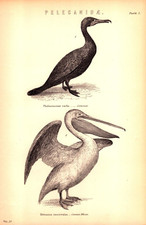 Pelecanidae cormorant common for sale  Saint Petersburg