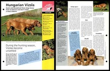 Hungarian vizsla routine for sale  SLEAFORD