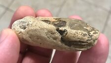 Killer crab fossil for sale  Melbourne