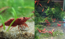 Painted fire red for sale  Marysville