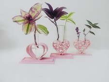 Pink plant propagation for sale  NOTTINGHAM