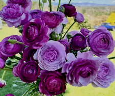 Purple ranunculus bulbs for sale  Manitowoc