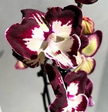 Sale rchidee phalaenopsis gebraucht kaufen  Seligenstadt