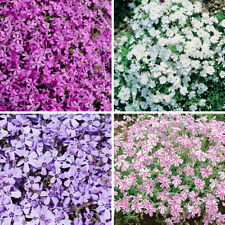 Yougarden carpet phlox for sale  PETERBOROUGH