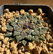 ariocarpus kotschoubeyanus usato ariocarpus kotschoubeyanus usato Valdastico