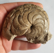 Superbe fossile nautile d'occasion  France