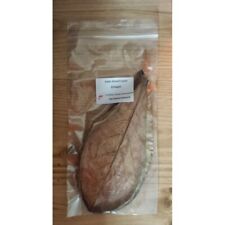Catappa indian almond for sale  MANSFIELD