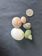 Assortment hermit crab for sale  Wheeling