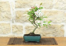 Bonsai melo fiore usato  Giovinazzo