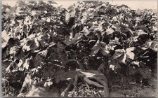 Vintage live oak for sale  Burnsville