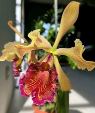 Cattleya dowiana aurea. for sale  NOTTINGHAM