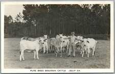 brahman cattle for sale brahman cattle for sale New Hope