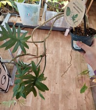 Philodendron mayoi feuillage d'occasion  Béziers