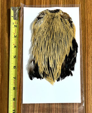 Golden badger rooster for sale  Tulsa