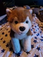 Lapland hunaja husky for sale  MANCHESTER