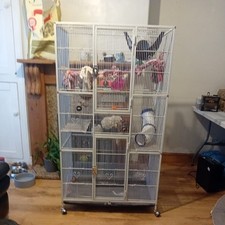 Extra large bird for sale  PAIGNTON