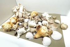 Seashells huge collection for sale  Traverse City