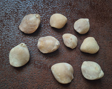 Fossile brachiopode terebratul d'occasion  Coutras