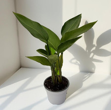 Strelitzia augusta nicolai usato  Milazzo