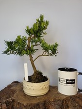 Buddhist pine podocarpus for sale  ELGIN